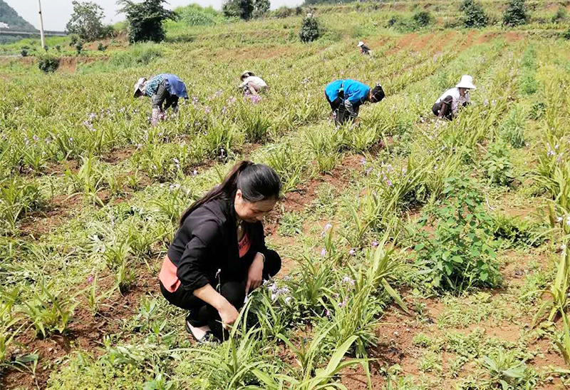 对中药材白及除草.jpg