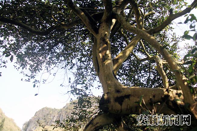 朵贝古茶树.jpg