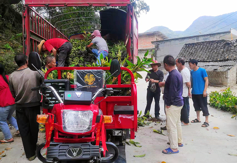 当地群众正在领取枇杷苗.jpg