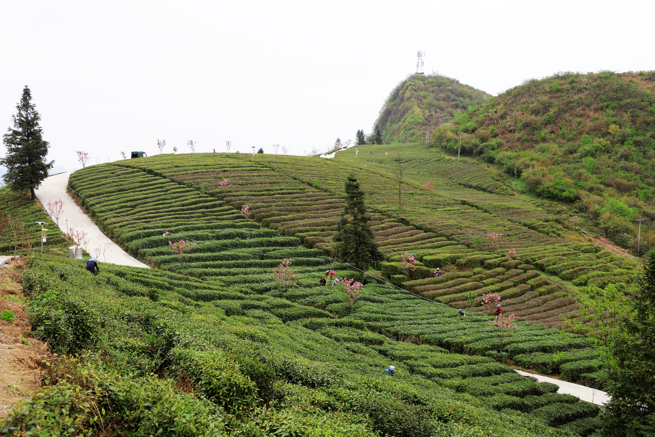 关岭岗乌镇上寨茶场.jpg