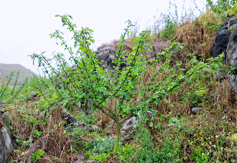 在石头山上扎根的花椒树.jpg