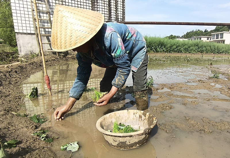 水稻育苗小稻寄插.jpg