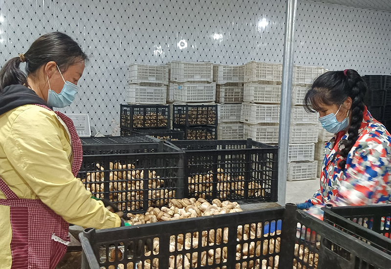 工人分拣香菇.jpg
