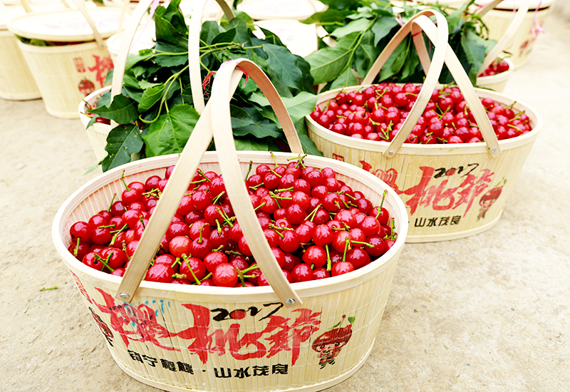2017年镇宁樱桃节——刚摘下的新鲜樱桃    陈婷  摄影.JPG