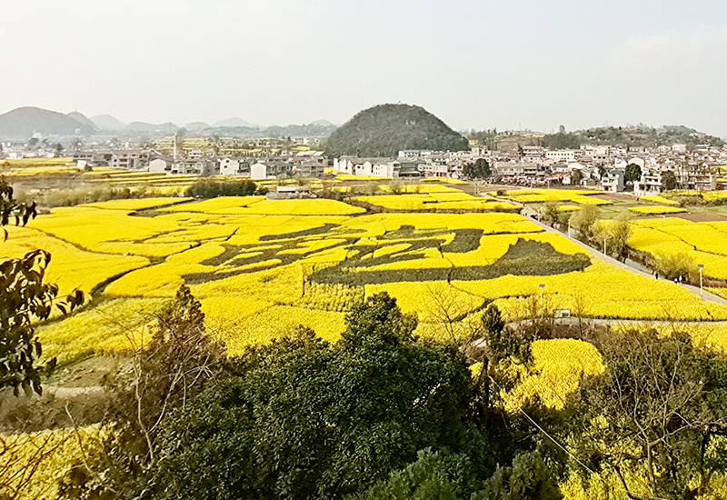鲍家屯村油菜花.jpg