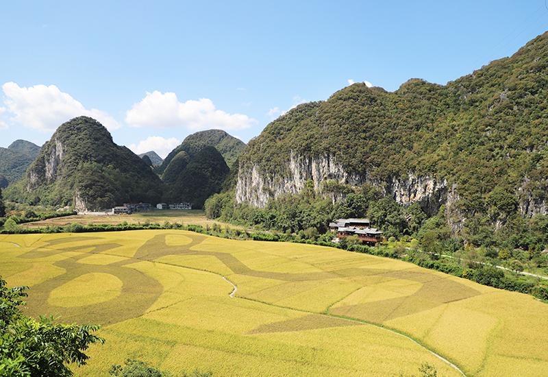 龙宫油菜花田.JPG