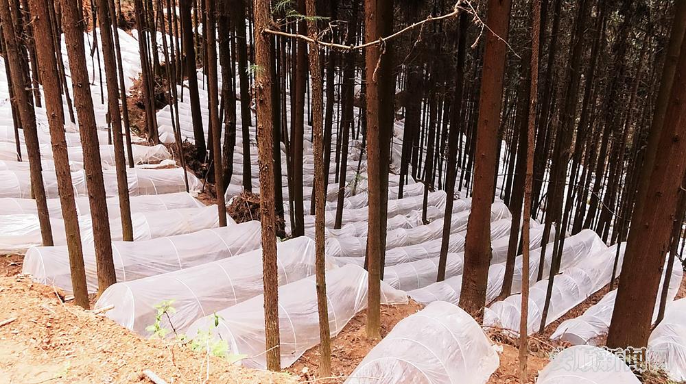 向阳村大苗寨林下羊肚菌种植基地.jpg