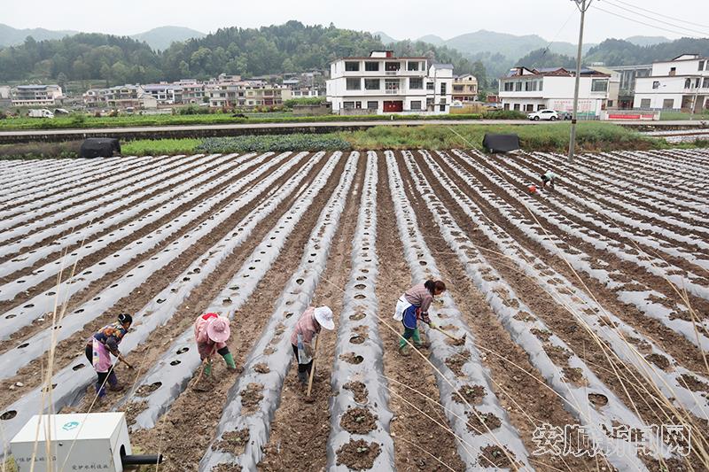 村民们正在种植嫁接苗.jpg