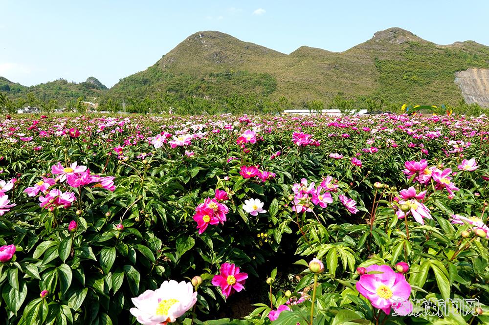 关岭花江漫语芍药谷花海盛放.jpg