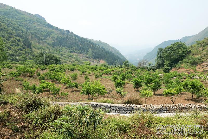 募龙村血橙种植基地.JPG