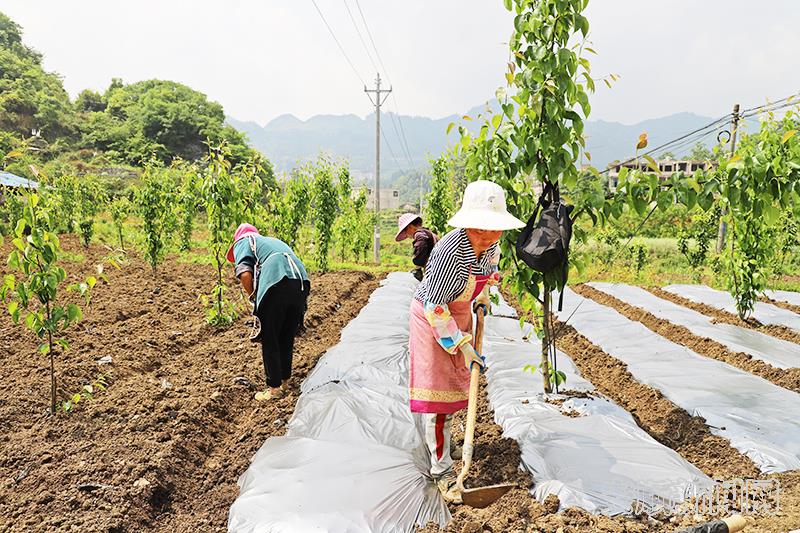 顶云街道胜利村绿宝石梨树基地里，当地农户正在套种中药材1.JPG