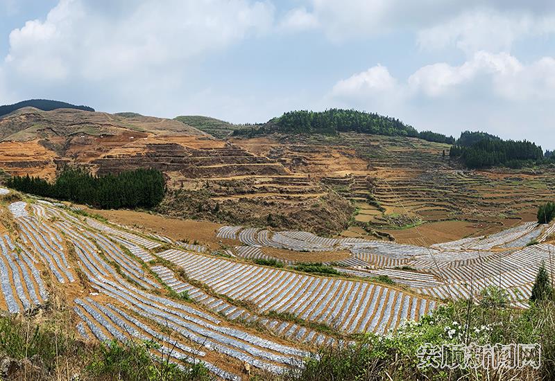 顶云街道麻龙村中药材种植基地.jpg