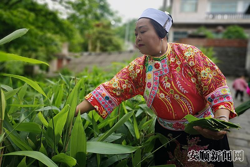 采摘粽叶1.jpg