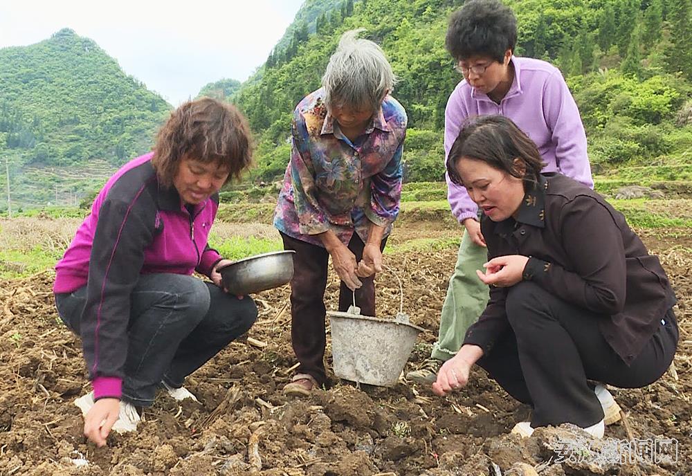 国家科技特派团关岭团专家陈佳琴（左一）和该县农业技术推广站站长杨艳（右一）正在田间地头为农户指导玉米大豆带状复合种植技术.jpg