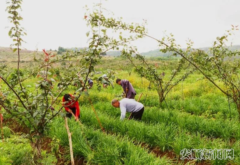 群众在梨园里务工.jpg