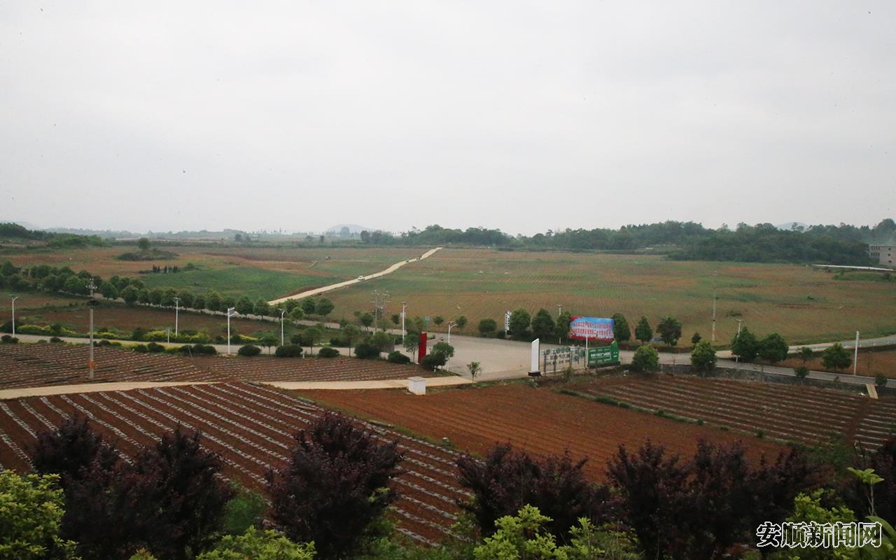 平坝高田高标准蔬菜基地，坝宽壤肥，蔬菜种植连片。2.jpg