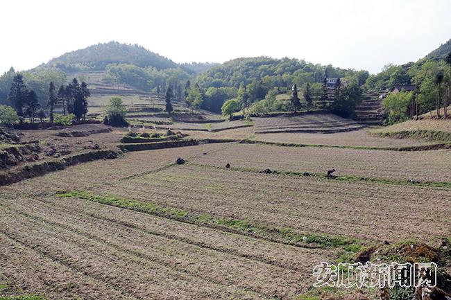 猴场镇大豆玉米带状复合种植示范基地.JPG