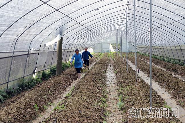 小湾村松茸种植基地.JPG