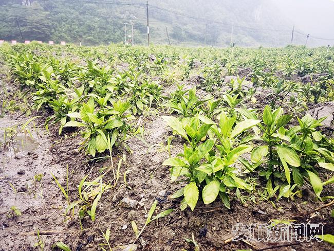 克座村的蓝靛种植基地.jpg