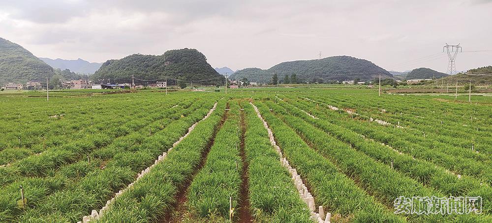 黄桶街道后寨村千亩韭黄产业基地.jpg