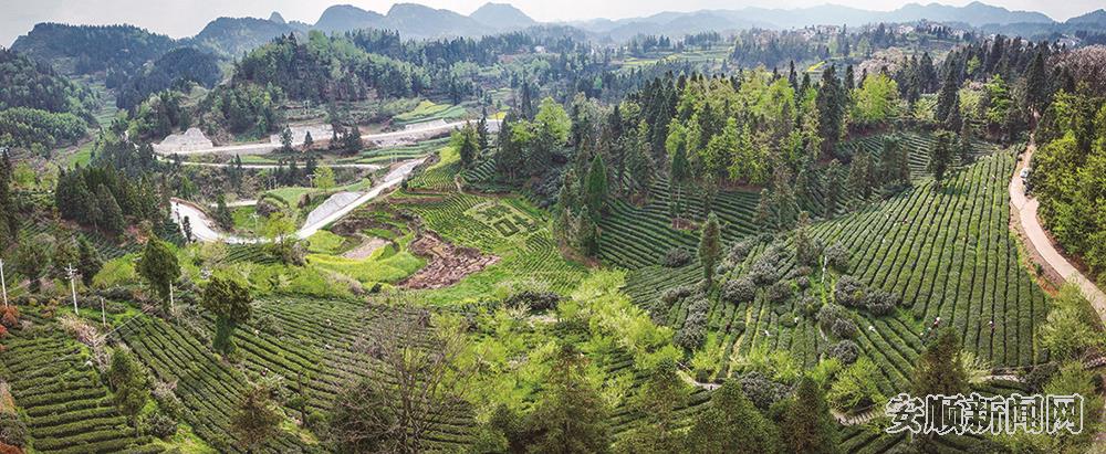 贵州哚贝古茶开发有限公司化处镇朵贝村茶叶基地 国应武 摄.jpg