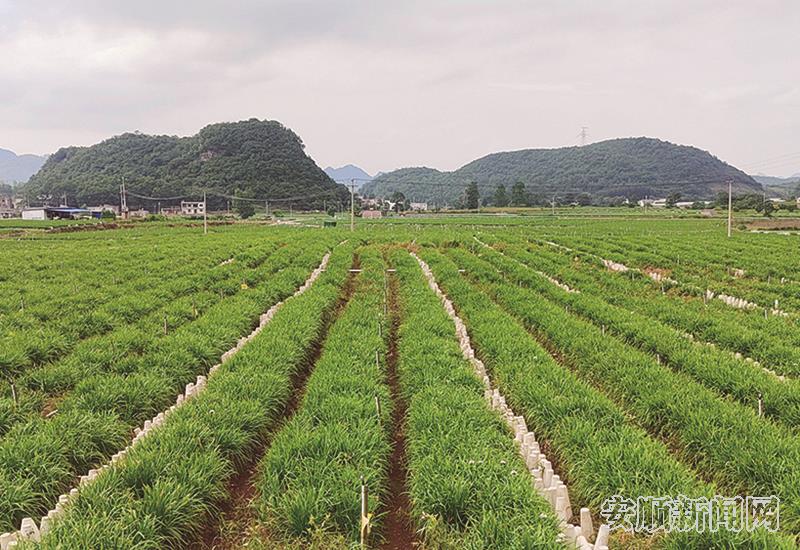 黄桶街道后寨村千亩韭黄产业基地.jpg