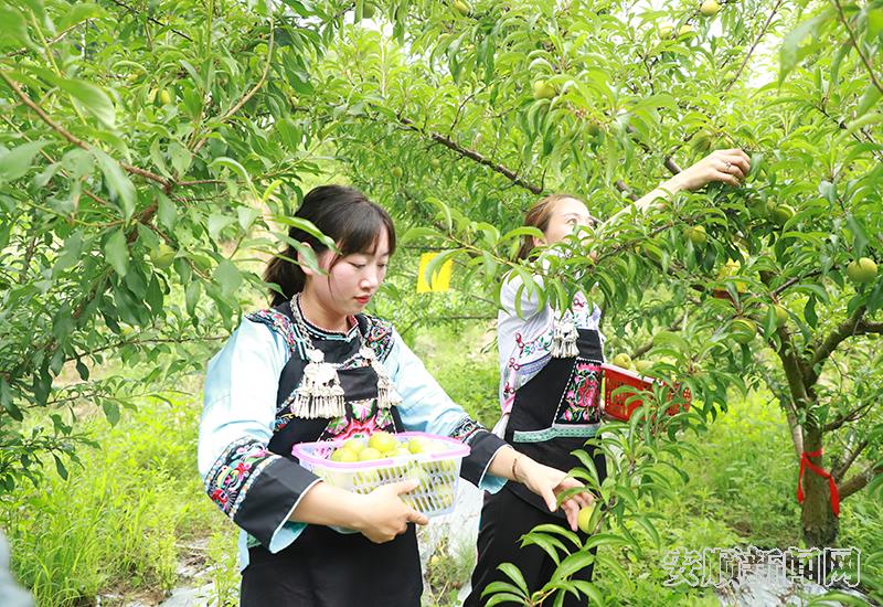 镇宁蜂糖李成熟，村民游客入园采摘.JPG