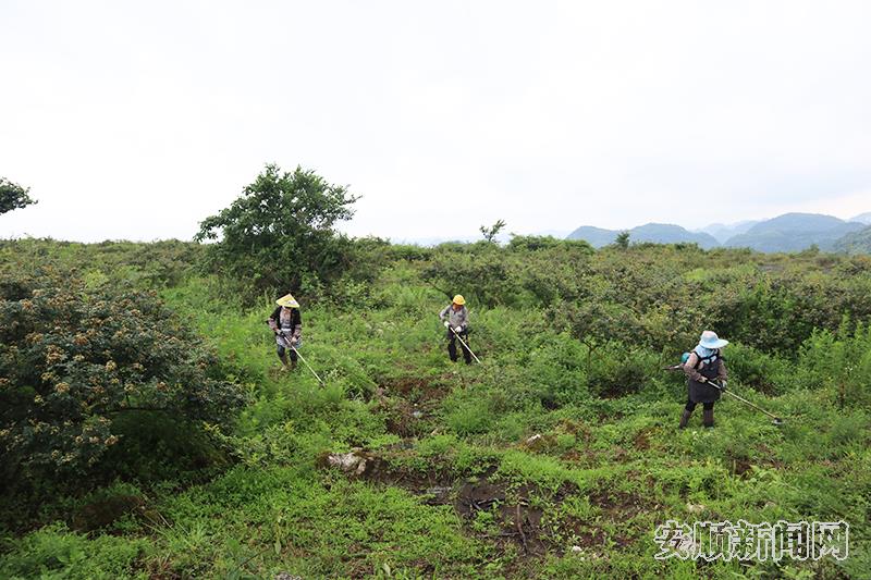 当地村民正在金刺梨基地割草.jpg