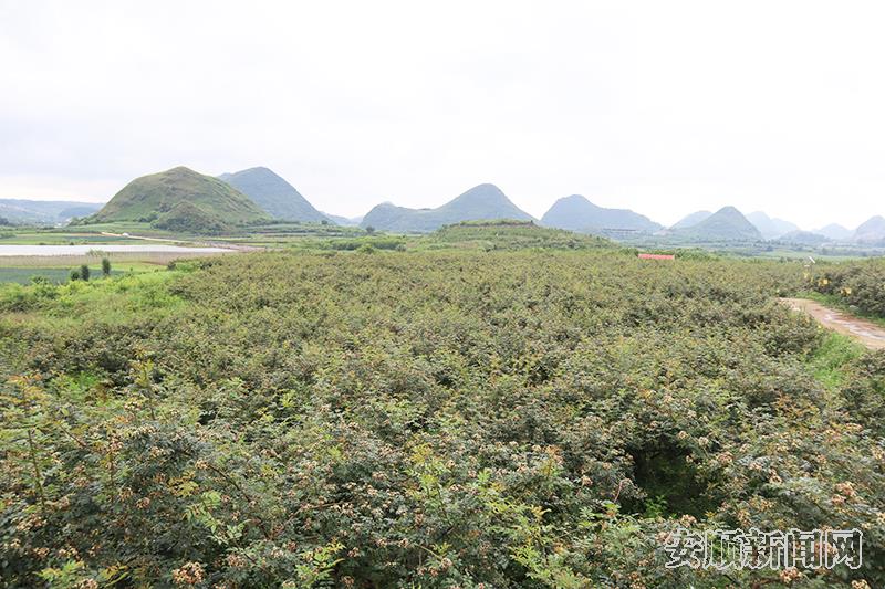 大塘河村金刺梨基地.jpg