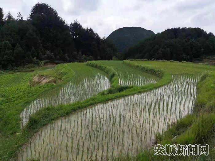 西秀区杨武乡贬王村“旱改水”土地整治项目.jpg