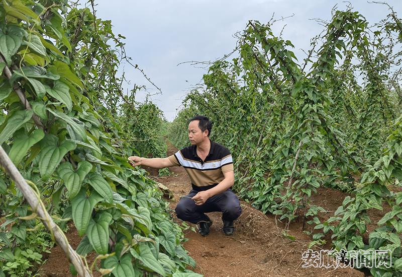 陈杰查看山药长势.jpg