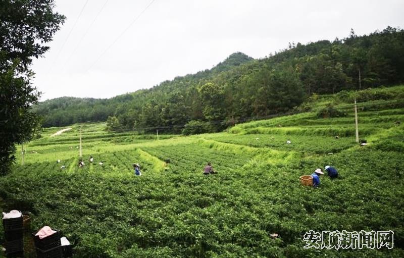 CE51C21E-9767-4CE4-9363-B83739BF6D3C_IMAGE_0_LOW_0.jpg