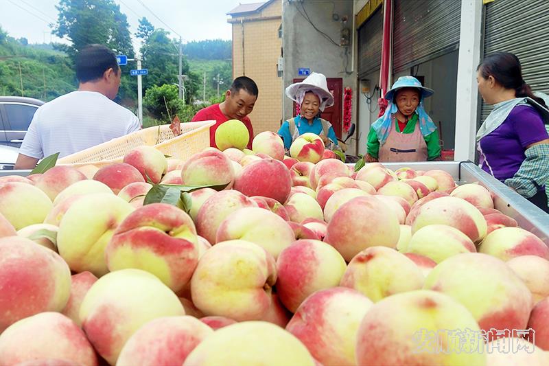 林哨村下哨组水果收购点，果农卖桃忙.jpg