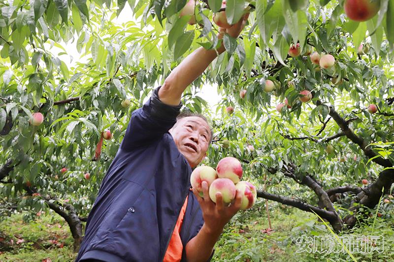 林哨村村民采收成熟桃子.jpg