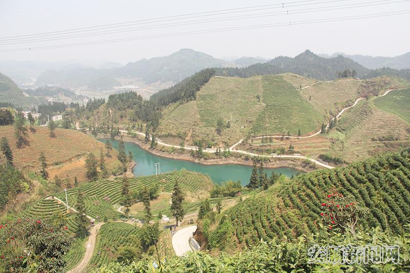 共建穿洞茶叶农业产业园1.jpg