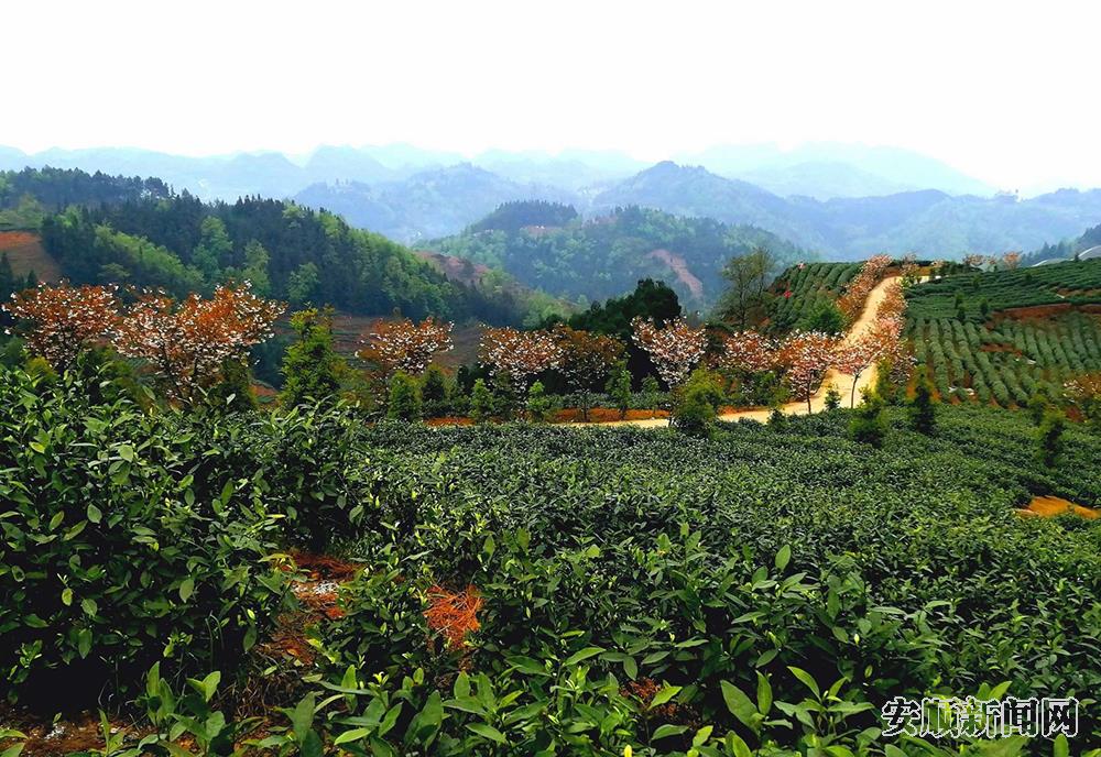 共建穿洞茶叶农业产业园111.jpg