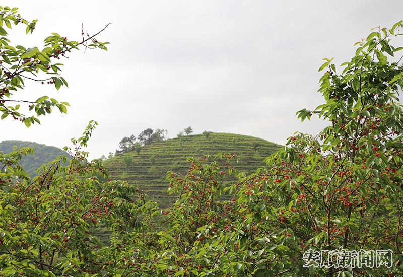 茶山里套种樱桃，茶旅融合发展促进百姓增收.JPG