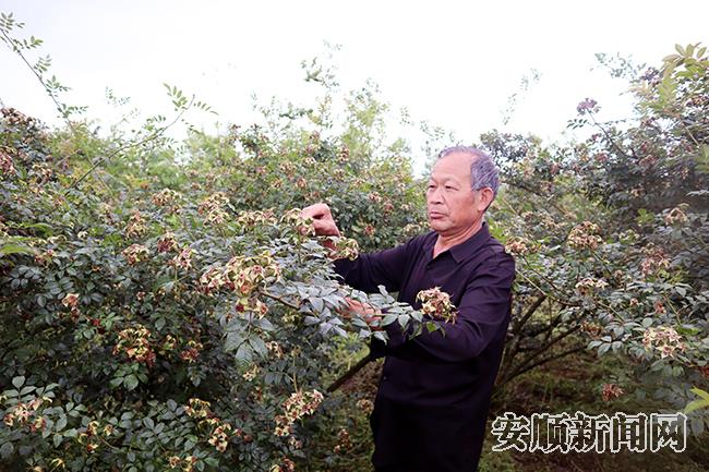 时屯村金刺梨基地.jpg