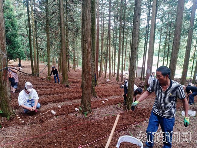 平坝区架步林场 工人们正在整地.jpg