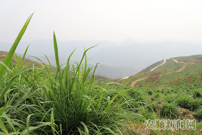 关岭自治县在石漠化地区种植皇竹草发展养牛产业  高智 摄.jpg