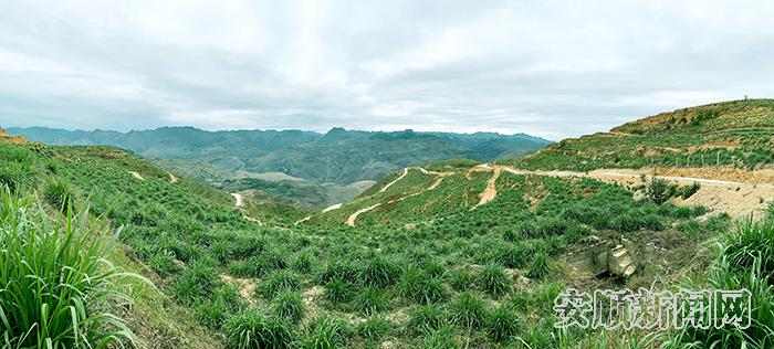 关岭自治县荒漠化地里长出的皇竹草   高智 摄.jpg