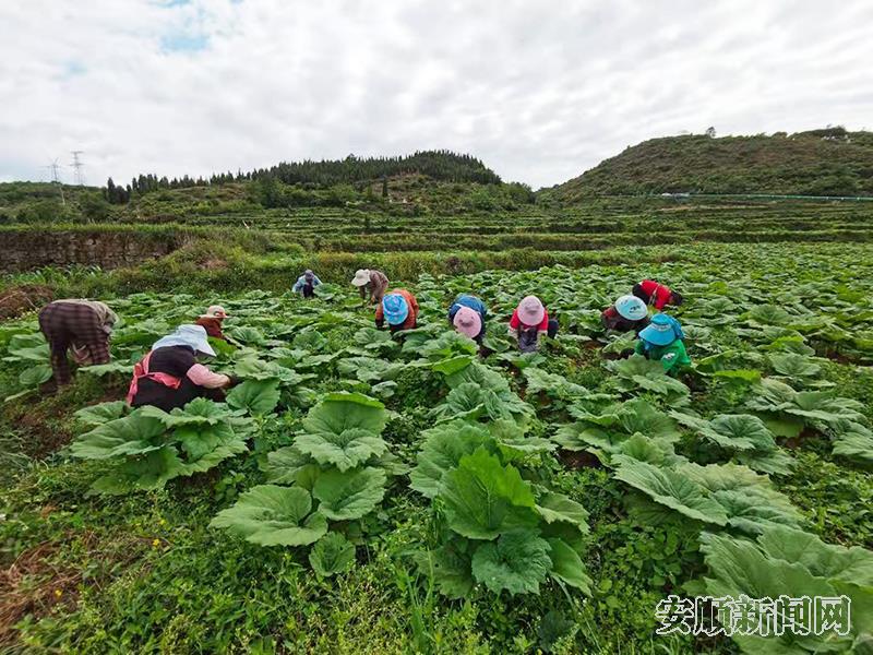 白岩镇大黄种植基地.jpg