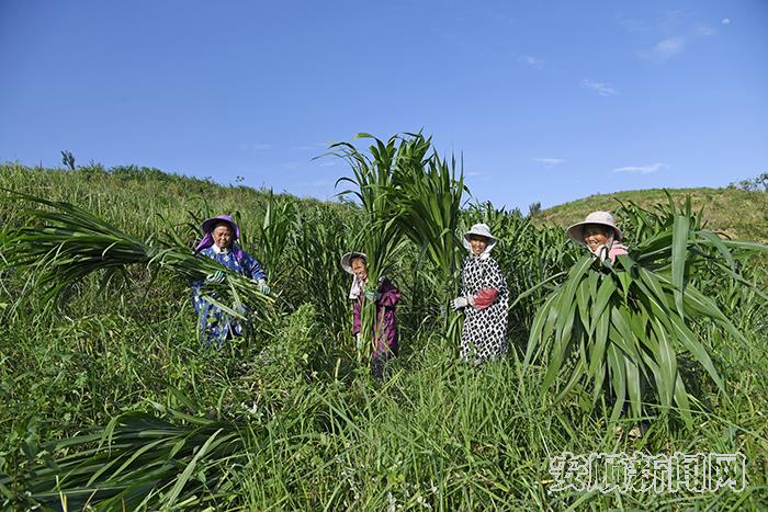 当地群众正在收割皇竹草.jpg