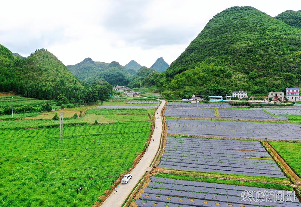 该公司位于关岭龙潭街道的落叶新村的“百椒园”基地.jpg