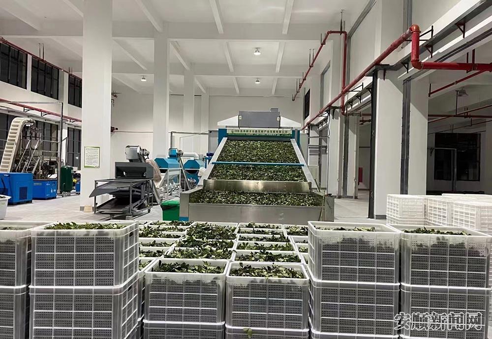 该公司收购的新鲜花椒正在进行加工生产.jpg