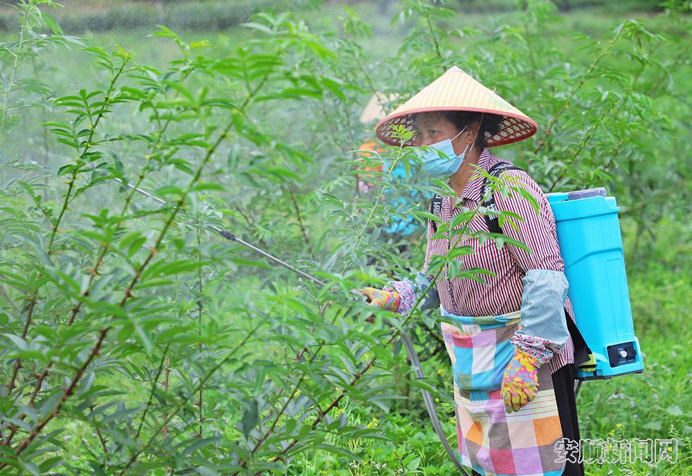 当地农户正在对花椒林进行管护.jpg