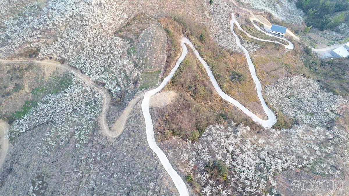 2018年2月底，贵州省镇宁自治县15万亩李花盛开，图为“镇宁蜂糖李”主产区李子花盛开。黄万超  摄 (3).jpg