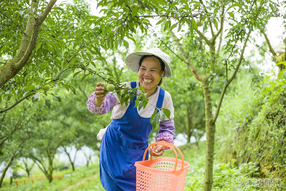 6.六马镇农户采摘蜂糖李   牧之  摄.jpg