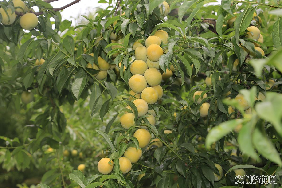 蜂糖李喜获丰收---林民   摄.JPG