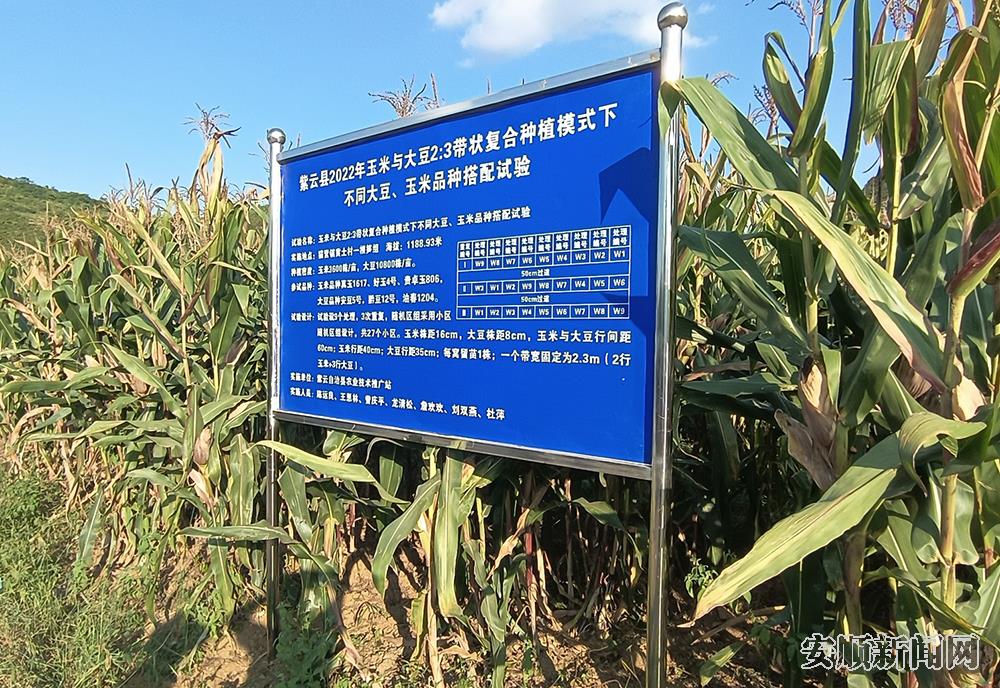 猫营镇黄土村黄土坝区大豆玉米带状复合种植示范基地.jpg